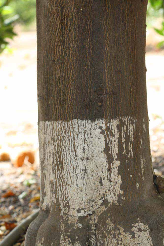              Bark (Riverside, CA)       